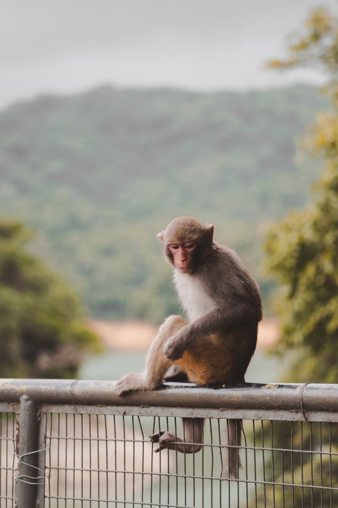 Macaque on the rail