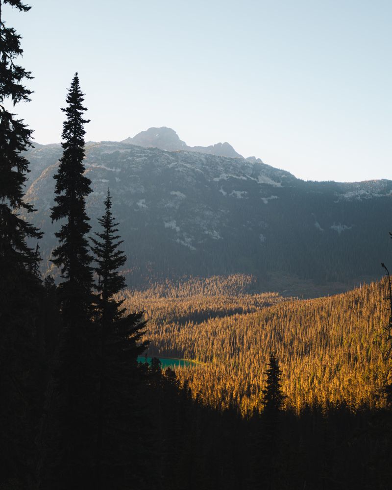 Larches turning