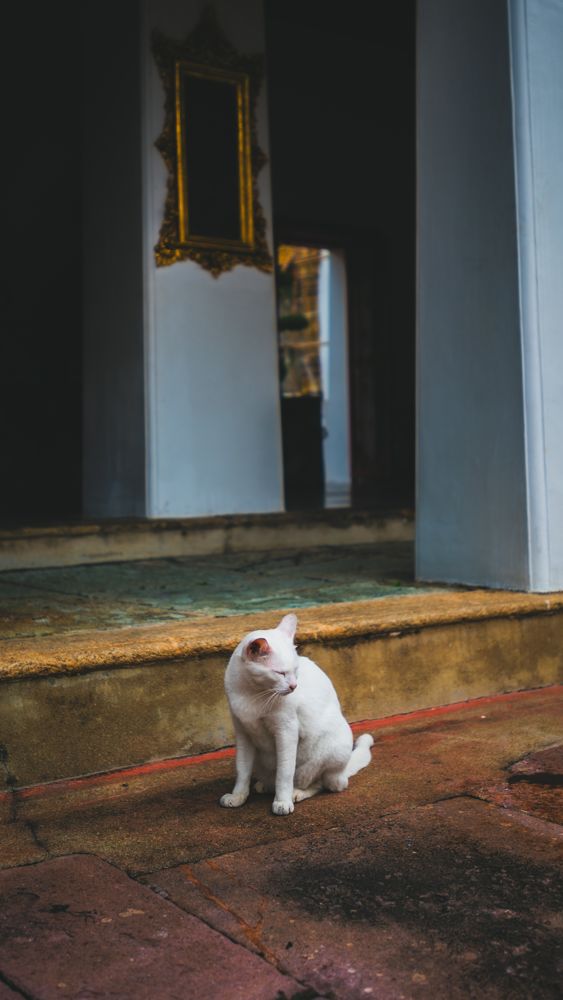 Temple cat, Hong Kong