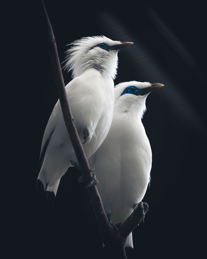 Bali mynas