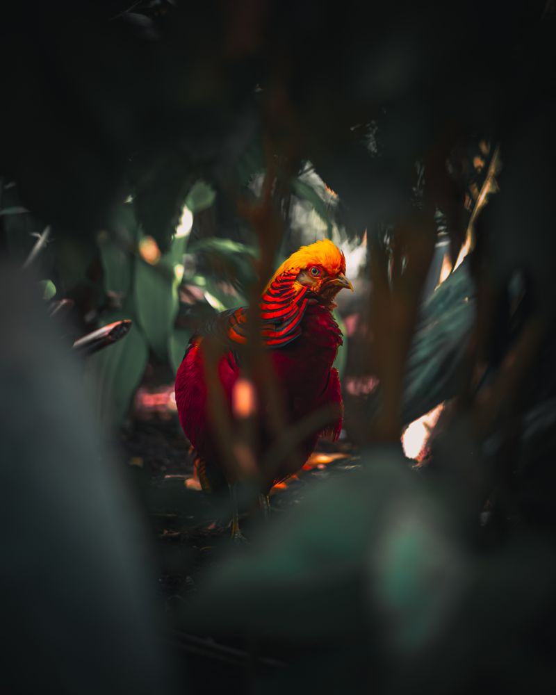 Golden pheasant