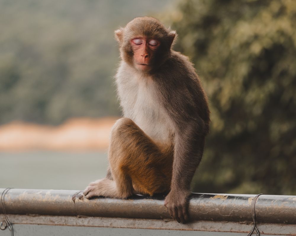 Macaque, eyes closed