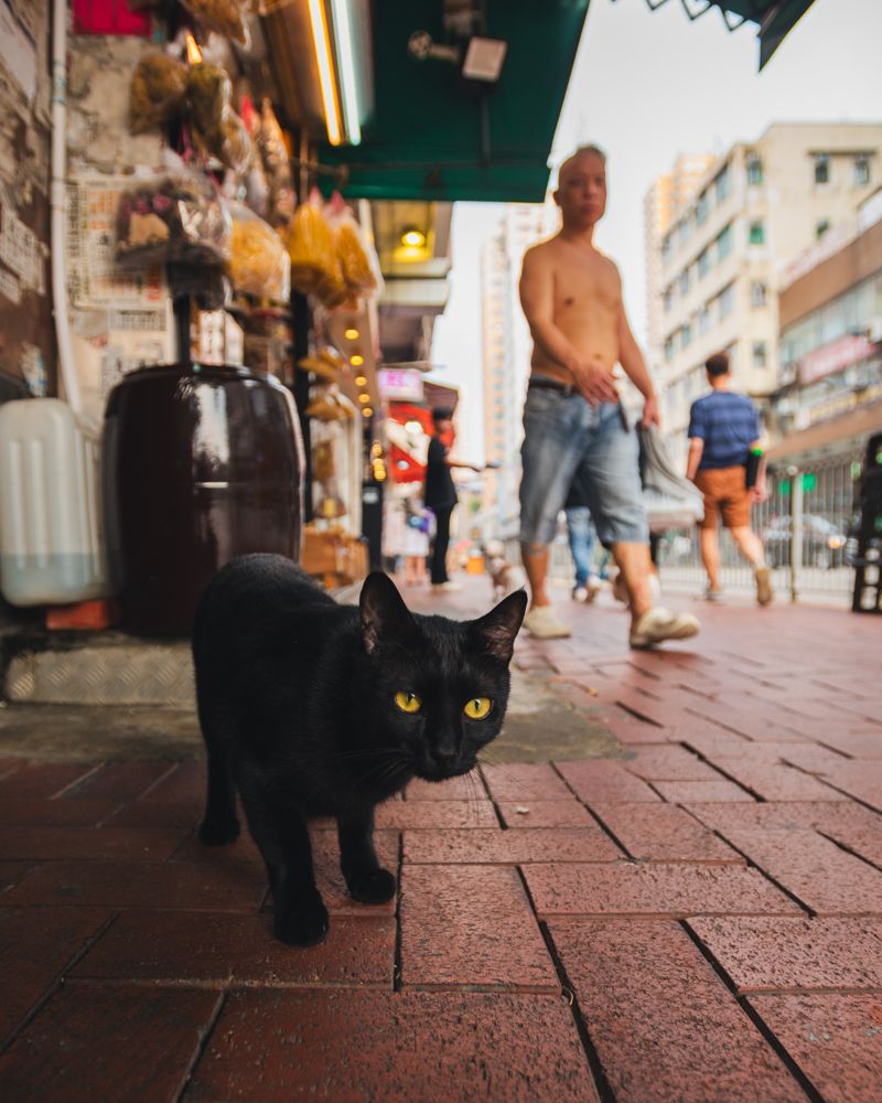 Black cat, market street
