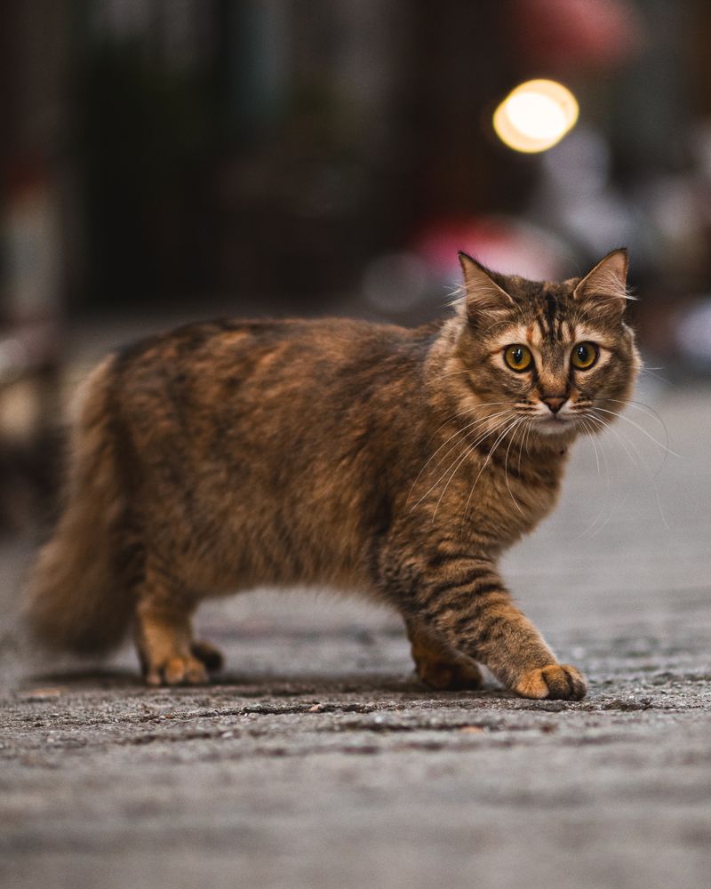 Street cat, midnight